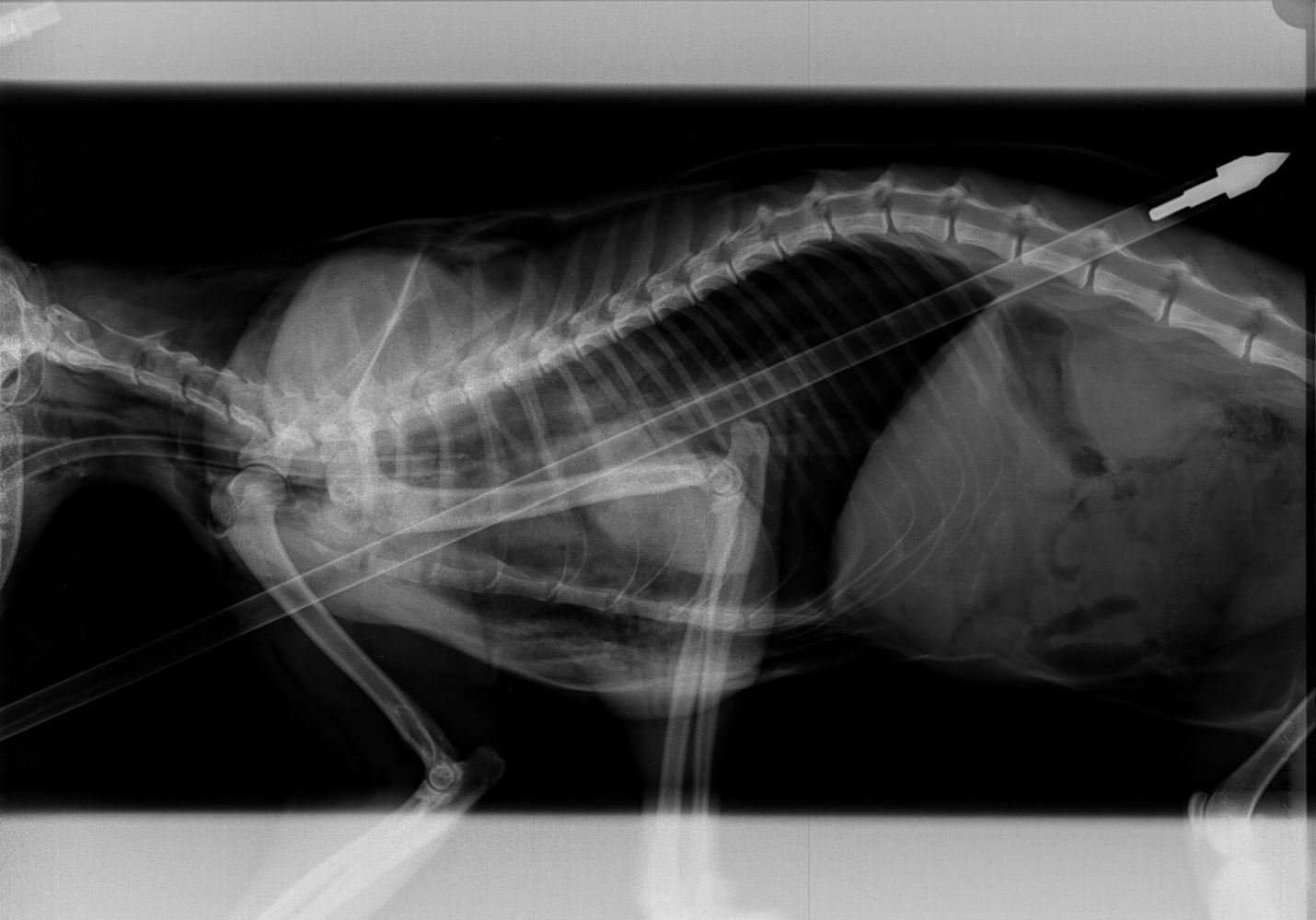 Michigan Cat Survives Being Shot With Target Crossbow NBC News