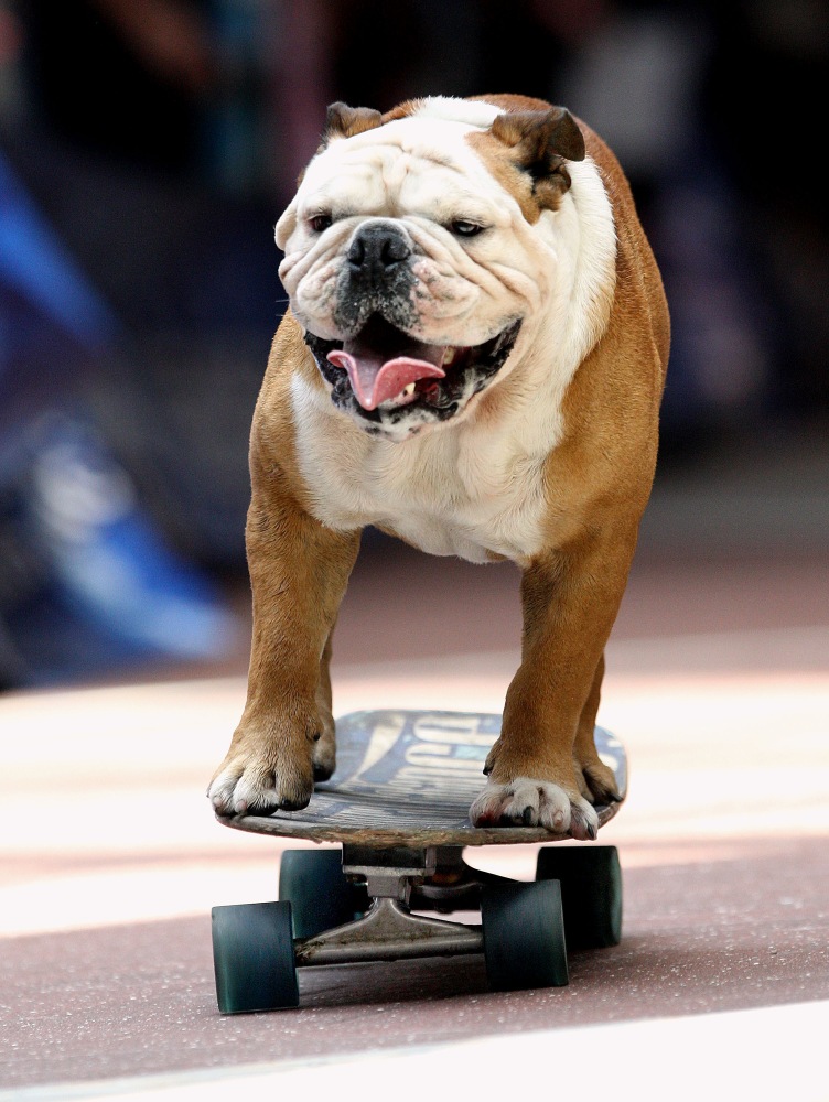 Famous Skateboarding Dog Tillman Dies at Age 10 in