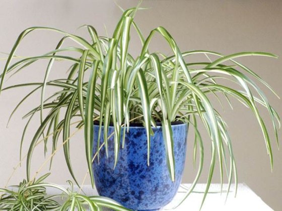 Spider plant, indoor plants, houseplants, the best indoor plants