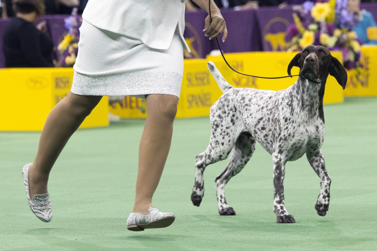 German Shorthaired Pointer Cj Wins Best In Show At Westminster