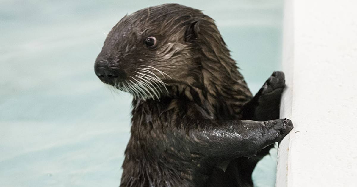 Shedd Aquarium's rescued sea otter makes extraordinary (and adorable ...