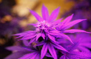 Image: Marijuana plant under ultraviolet grow light