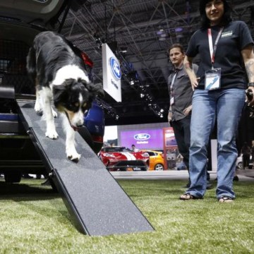 Dog walks down ramp of the Nissan Rogue Dogue edition at the 2017 New York International Auto Show in New York