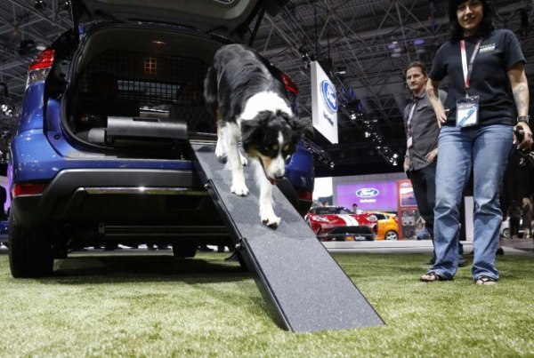 Dog walks down ramp of the Nissan Rogue Dogue edition at the 2017 New York International Auto Show in New York