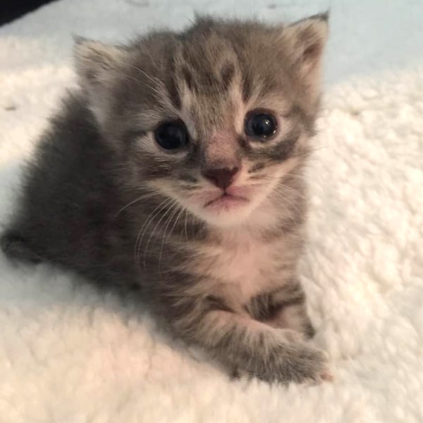 Kitten season: How to foster, adopt and volunteer at ...