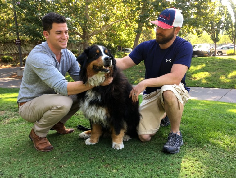 lost bernese mountain dog