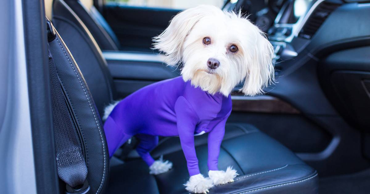 Got a shedding dog? This leotard stops the fur from flying