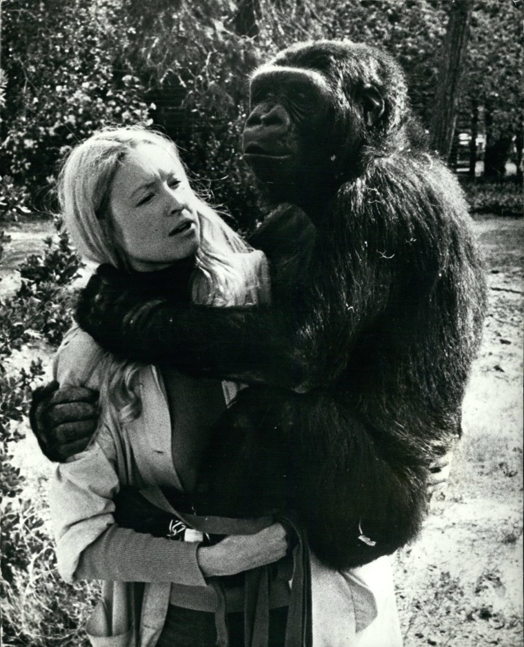 Koko the gorilla, who died in her sleep Tuesday, with animal psychologist, Francine "Penny" Patterson 