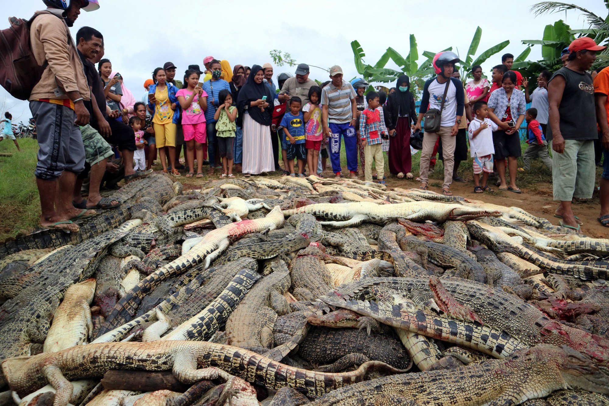 180716-indonesia-slaughtered-crocodiles-3-se-1158p_42c4da33036bf9ead4b36d0c3ebc012f.fit-2000w.jpg