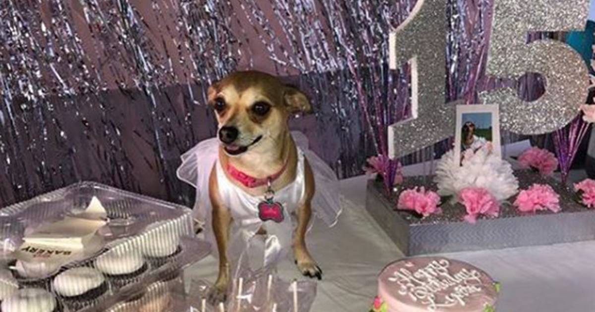 This adorable Chihuahua didn't just have a birthday party — she had a quinceañera!