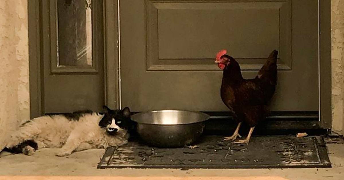 Cat, chicken 'huddled together' after California Carr Fire