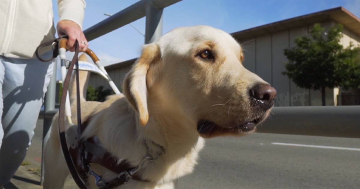 'Pick of the Litter' documentary follows puppies' guide dog training