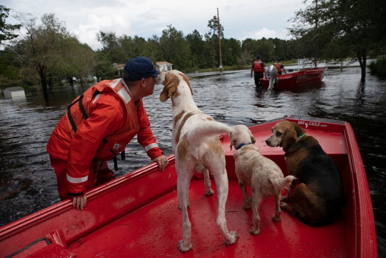 Coast Guardsman Taylor Elliot rescues dogs who were left behind in flooded areas of Columbus County, N.C. on Monday.
