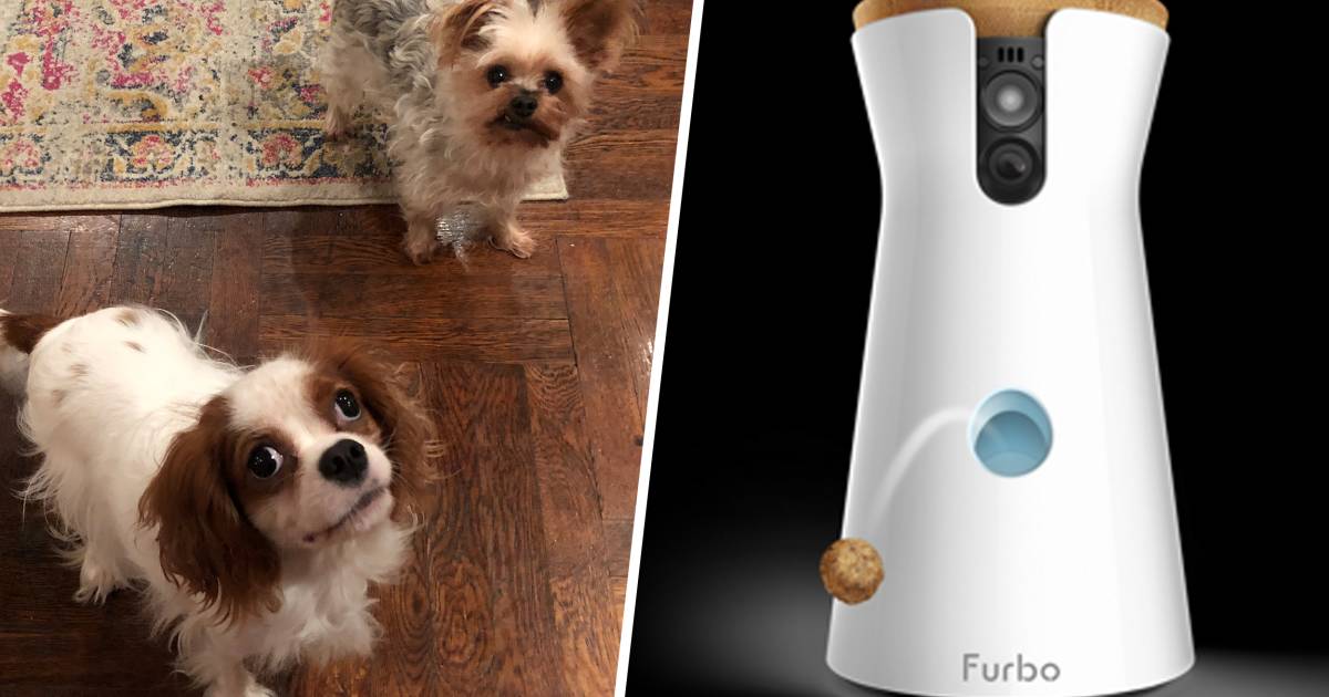 I feed my dog treats through a camera while I'm at work — here's how