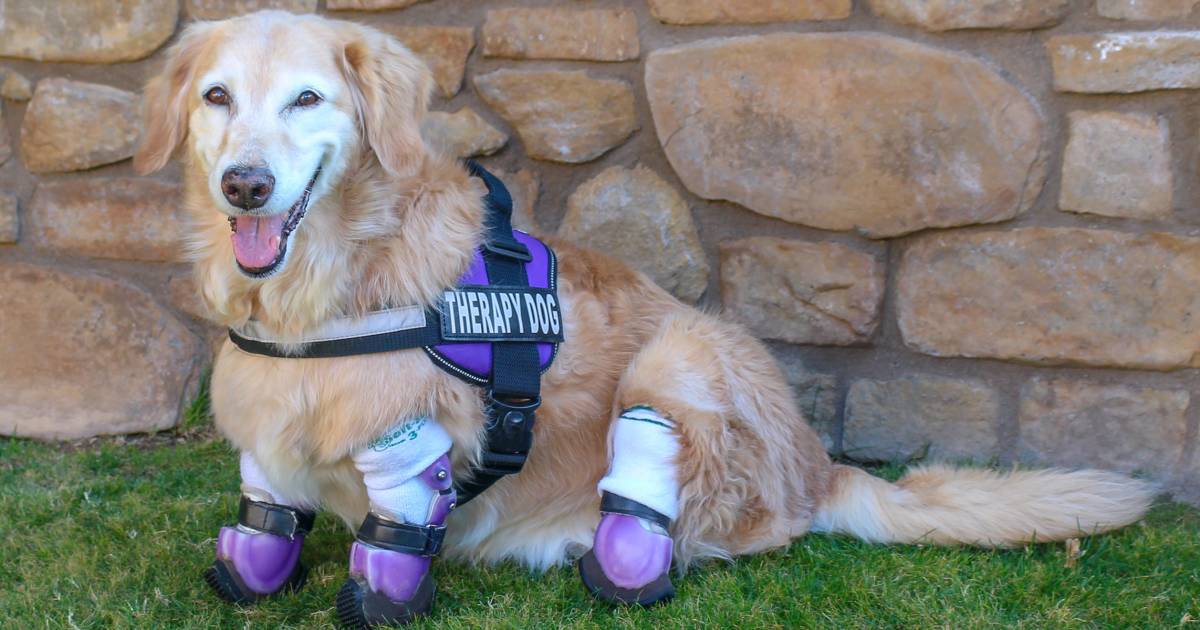 Chi Chi, therapy dog who lost all 4 paws, named 2018 American Hero Dog