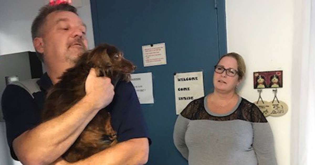 17-year-old dachshund reunited with owners 5 years after she went missing