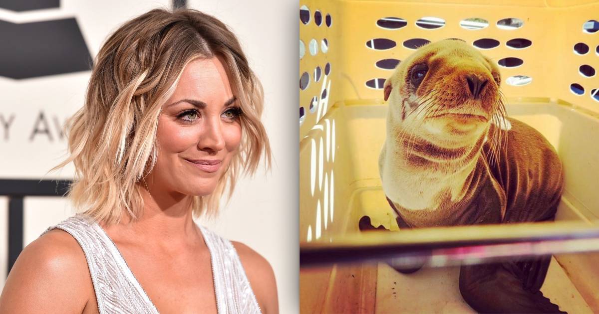 Kaley Cuoco helped rescue a baby sea lion on Thanksgiving: 'My heart is full'
