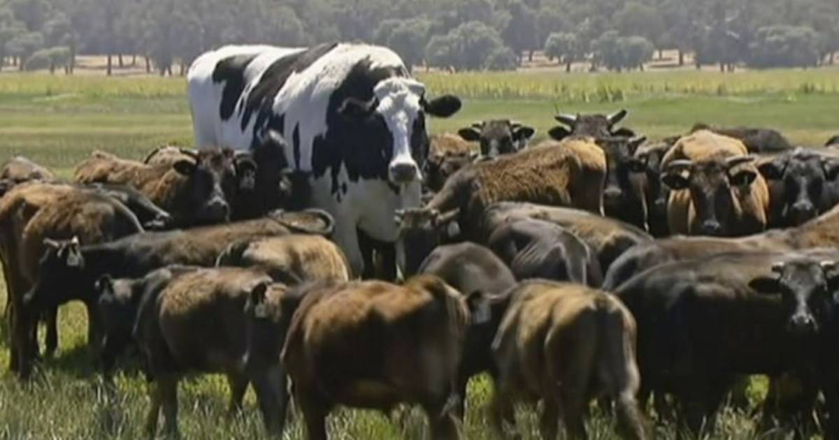 The internet is obsessed with Knickers the giant Australian cow