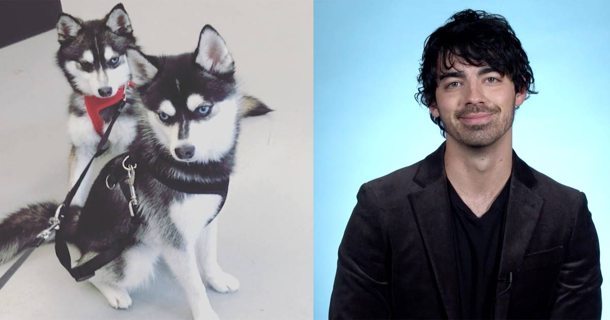 Joe Jonas explains how he adopted his dogs with fiancee Sophie Turner