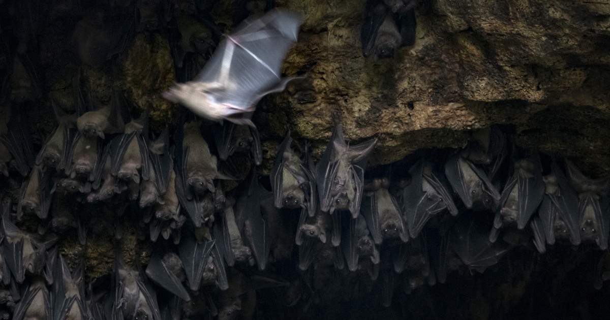 Deadly Ebola cousin Marburg found in West African bats