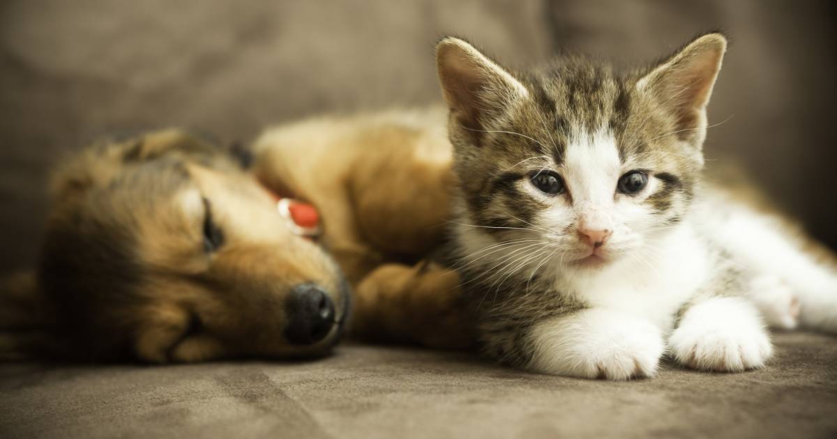 California will soon require pet stores to only sell rescue dogs and cats