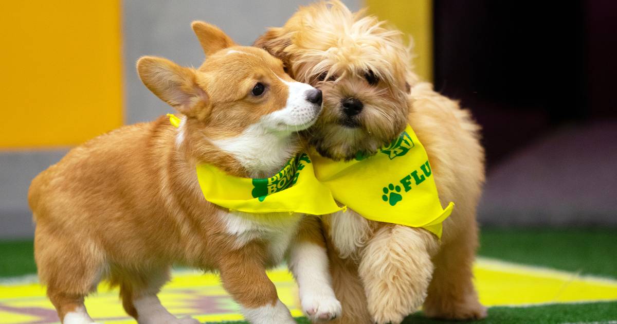 Animal Planet reveals the Puppy Bowl XV starting lineup