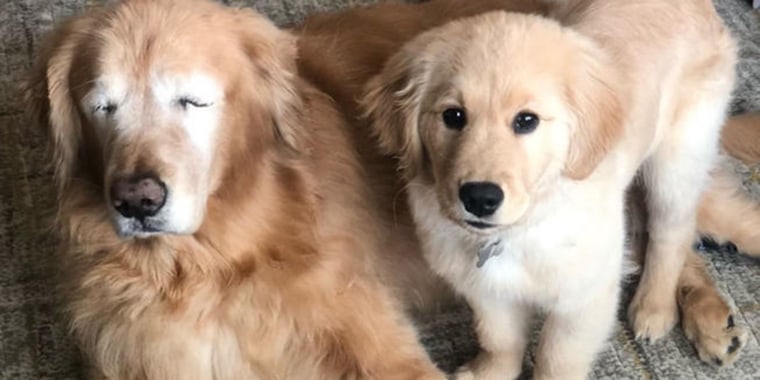 Blind dog has his own Seeing Eye dog puppy