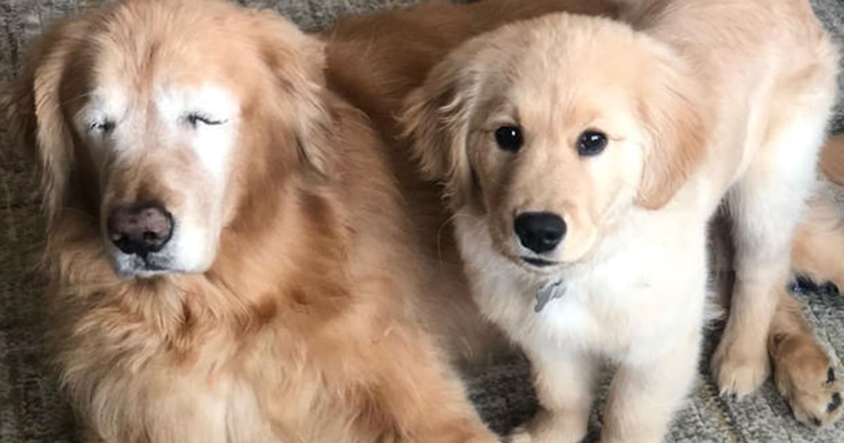 Blind golden retriever has 'Seeing Eye' puppy to help him out