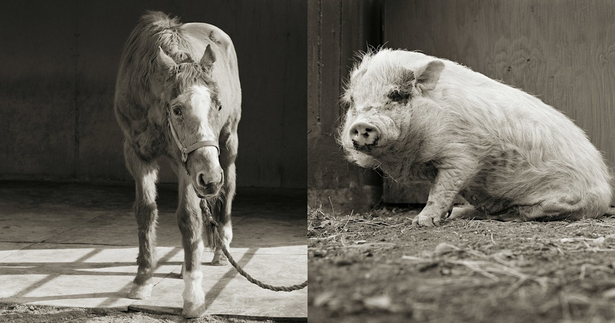 When animals age: Poignant photo portraits captured in new book