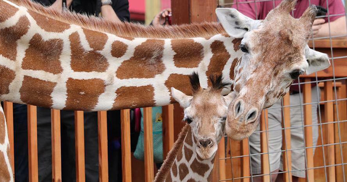 Azizi, calf of April the giraffe, dies of 'entirely unexpected' condition