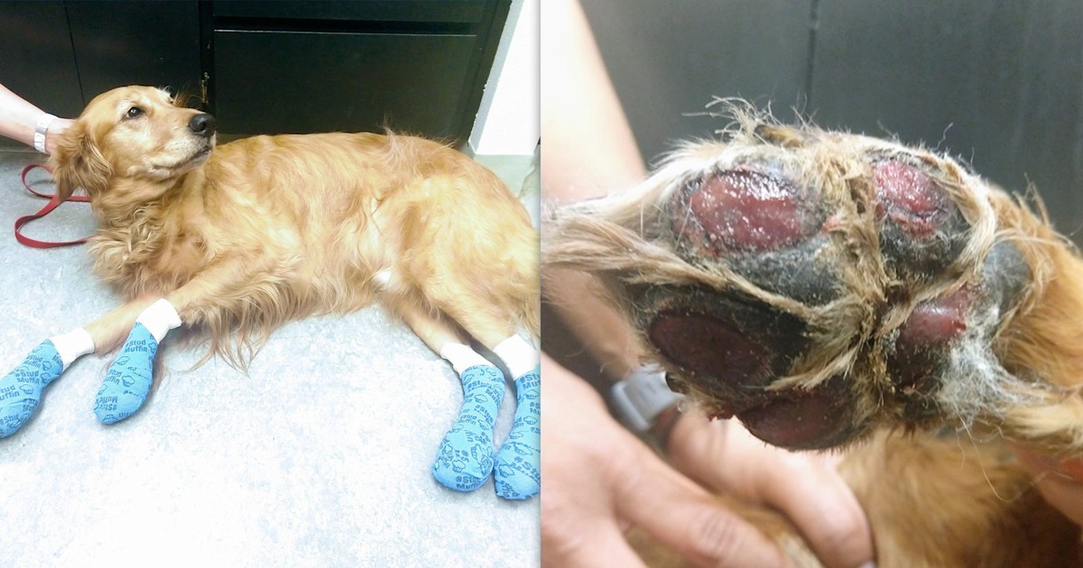 Dog's 'bloody' paw injury is a warning to pet owners this summer