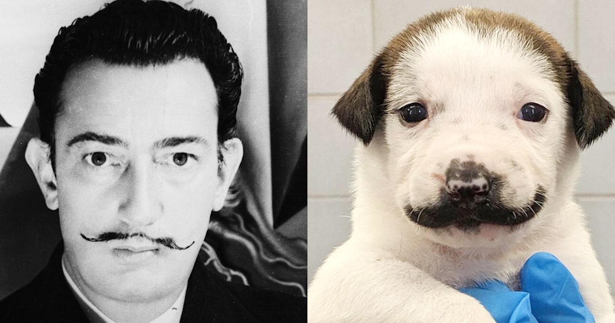 'Mustache puppy' Salvador Dolly looks exactly like a certain artist