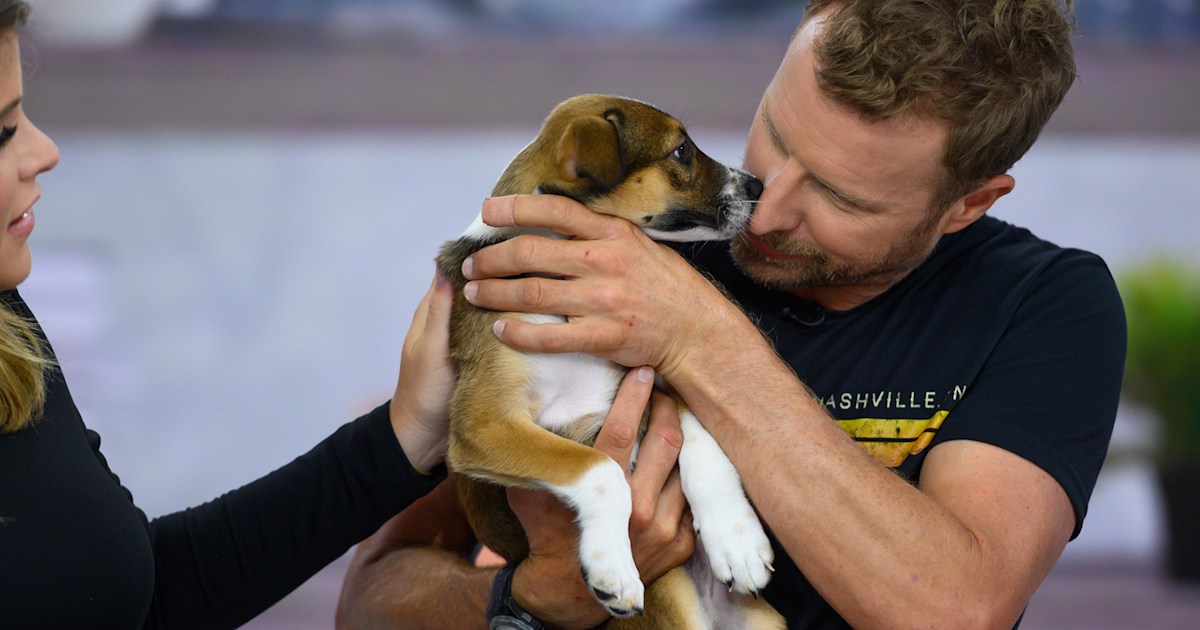 'This is meant to be': Dierks Bentley adopts a puppy live on TODAY