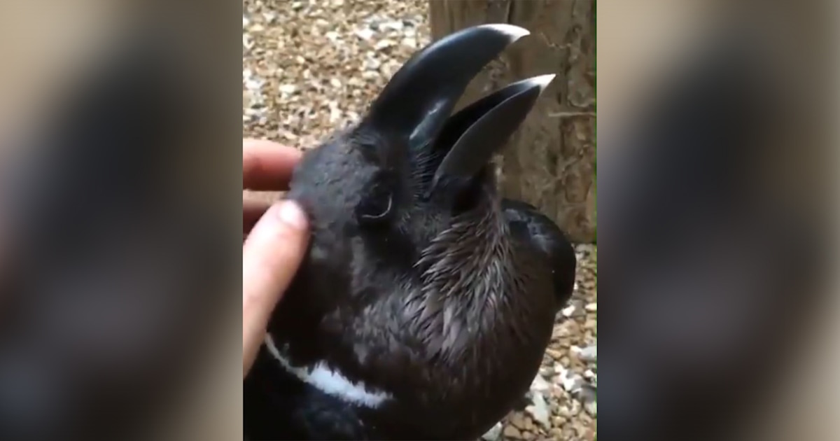 Bird or bunny? The latest optical illusion is freaking people out