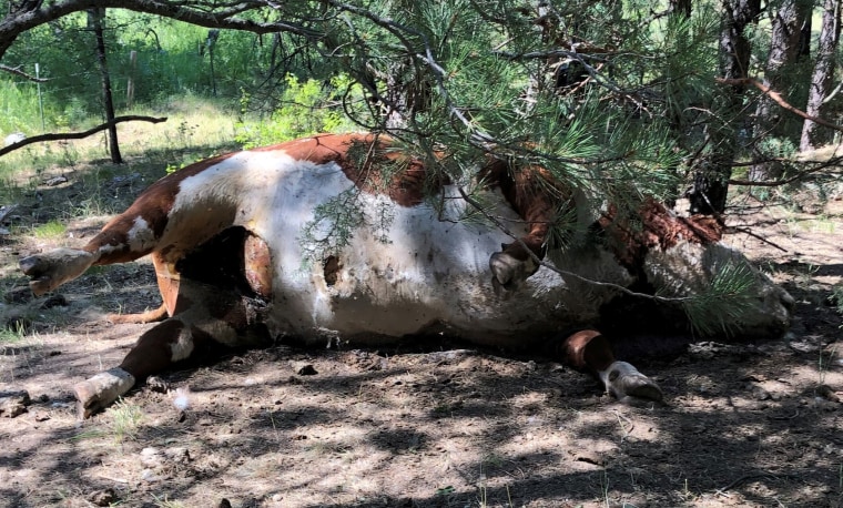 Image: A dead Hereford bull in Burns, Ore., in an undated photo.