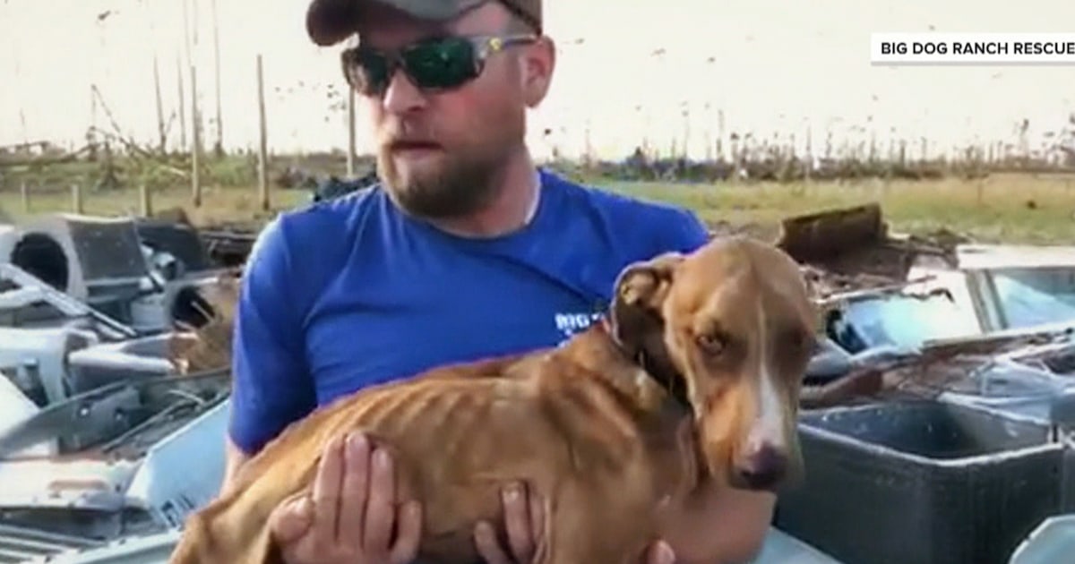 Bahamas 'miracle dog' found alive in rubble weeks after Hurricane Dorian