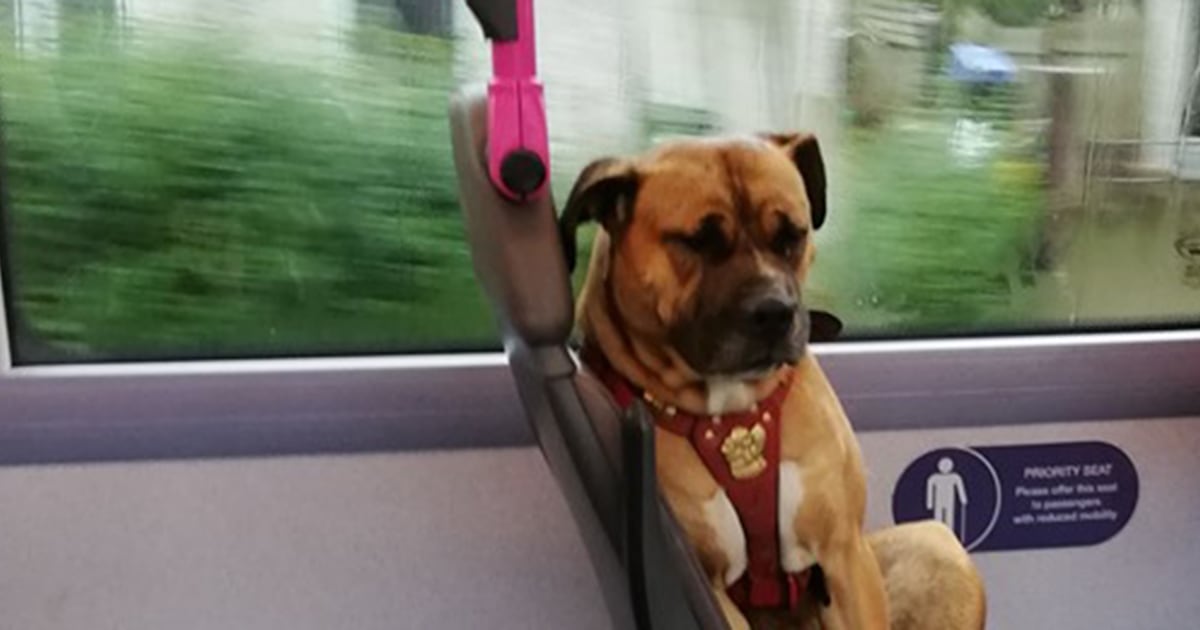 Sad dog photographed riding bus alone in England