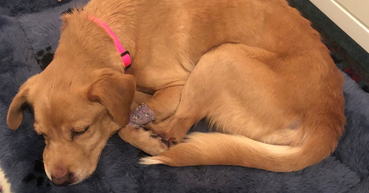 Family adopts neglected dog after she wandered into their home