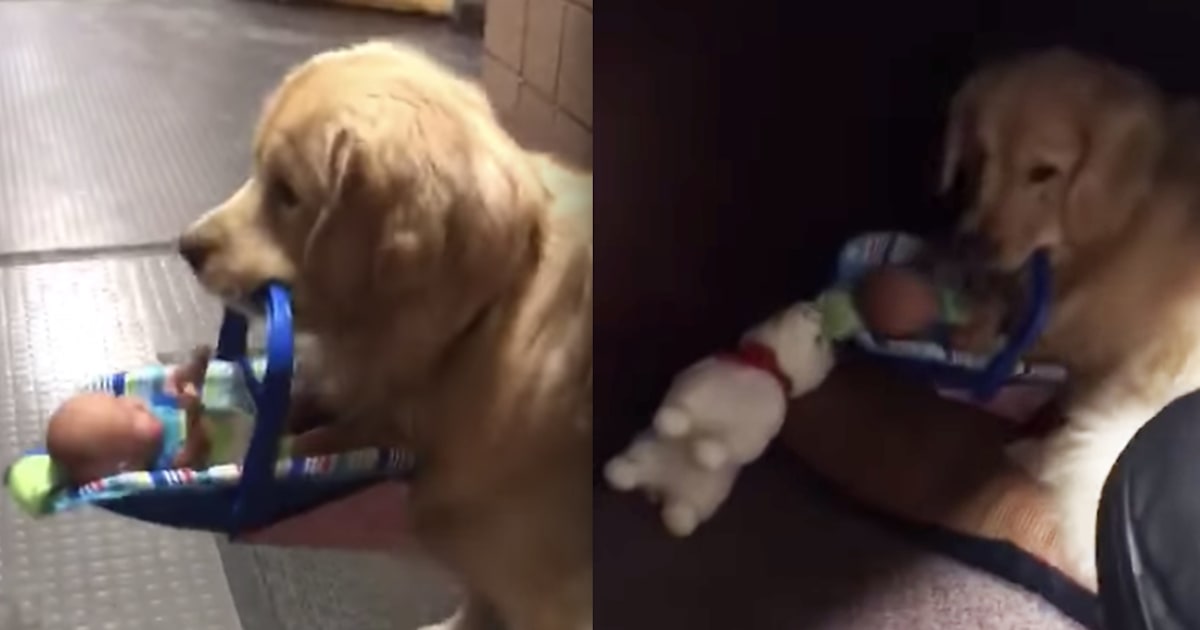 Police therapy dog hilariously busted for stealing donated toys