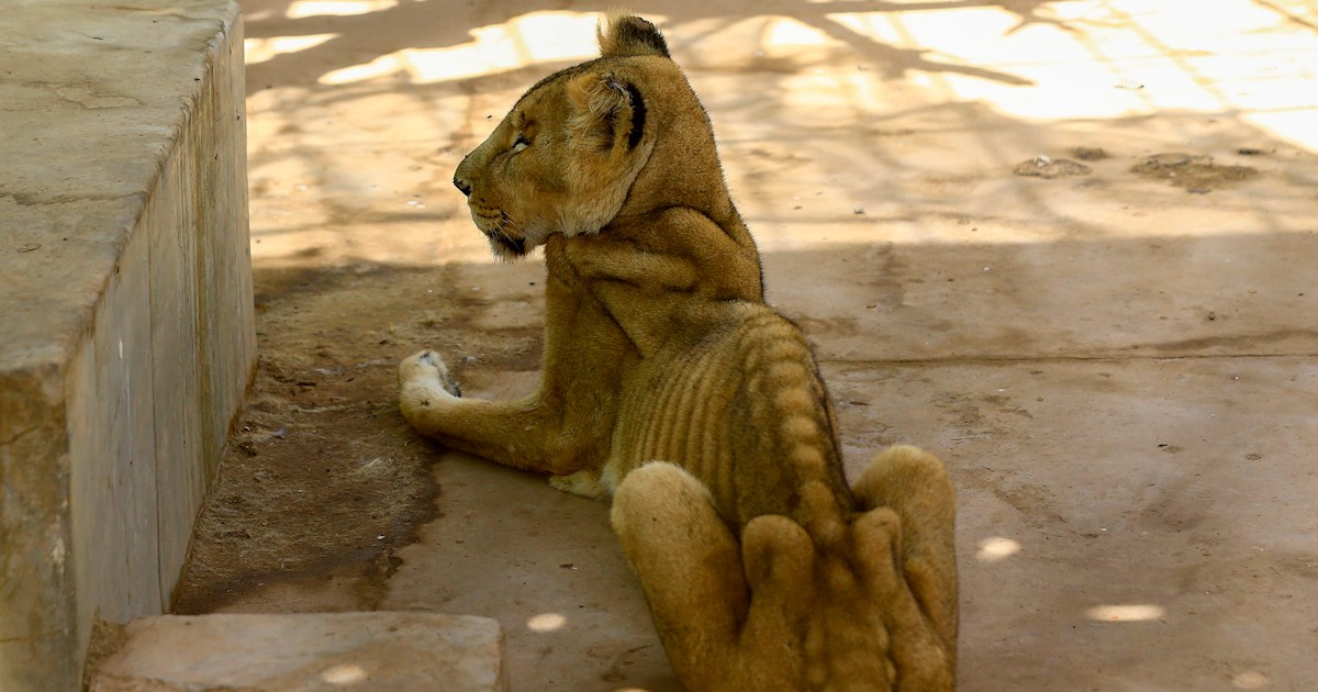 Photos of emaciated lions spark campaign to save them