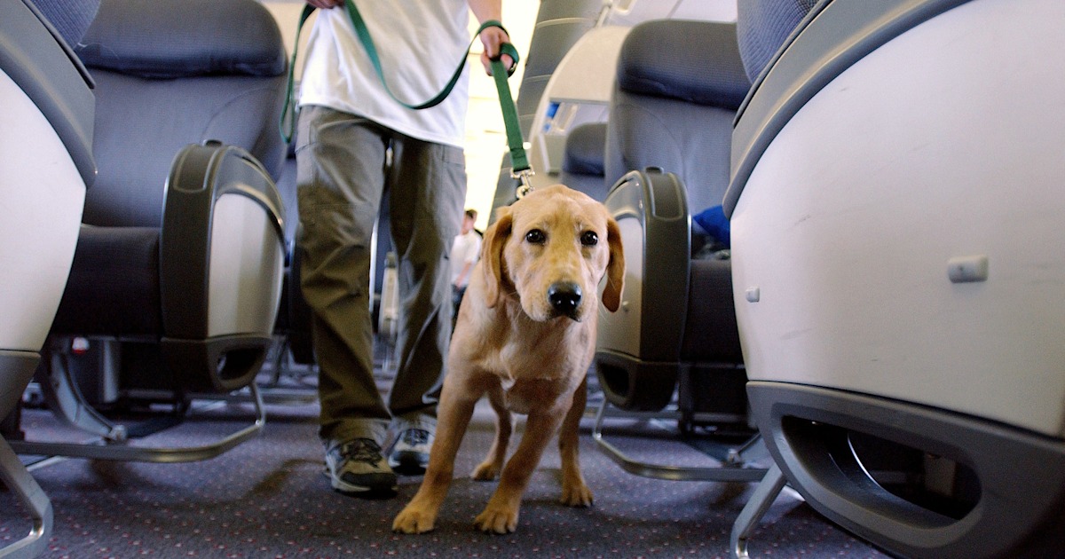 Emotional support animals might get banned from planes