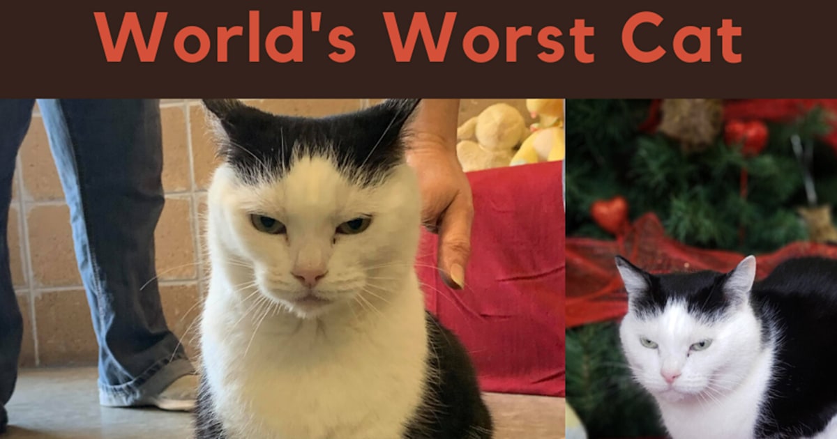 'World's worst cat': Animal shelter's honest ad goes viral