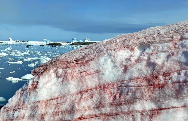 200228-antarctic-algae-snow-1-ew-223p_60