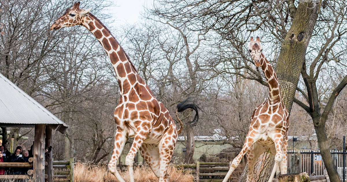 Giraffes have adorable reaction to finally going outside after long winter