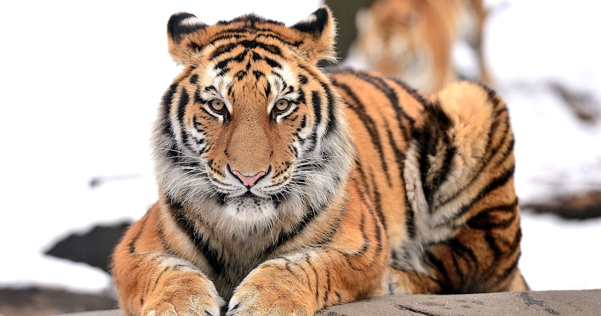 A tiger has coronavirus: Is your pet at risk?