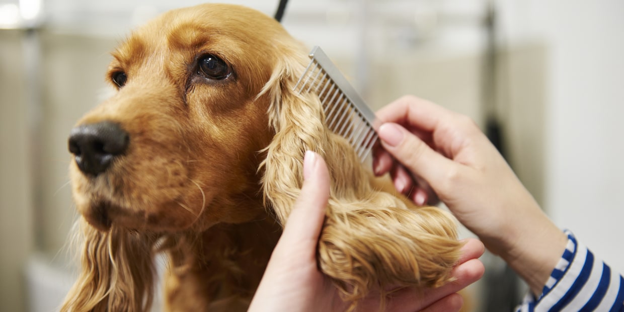 15 dog grooming tools to clean your pet 