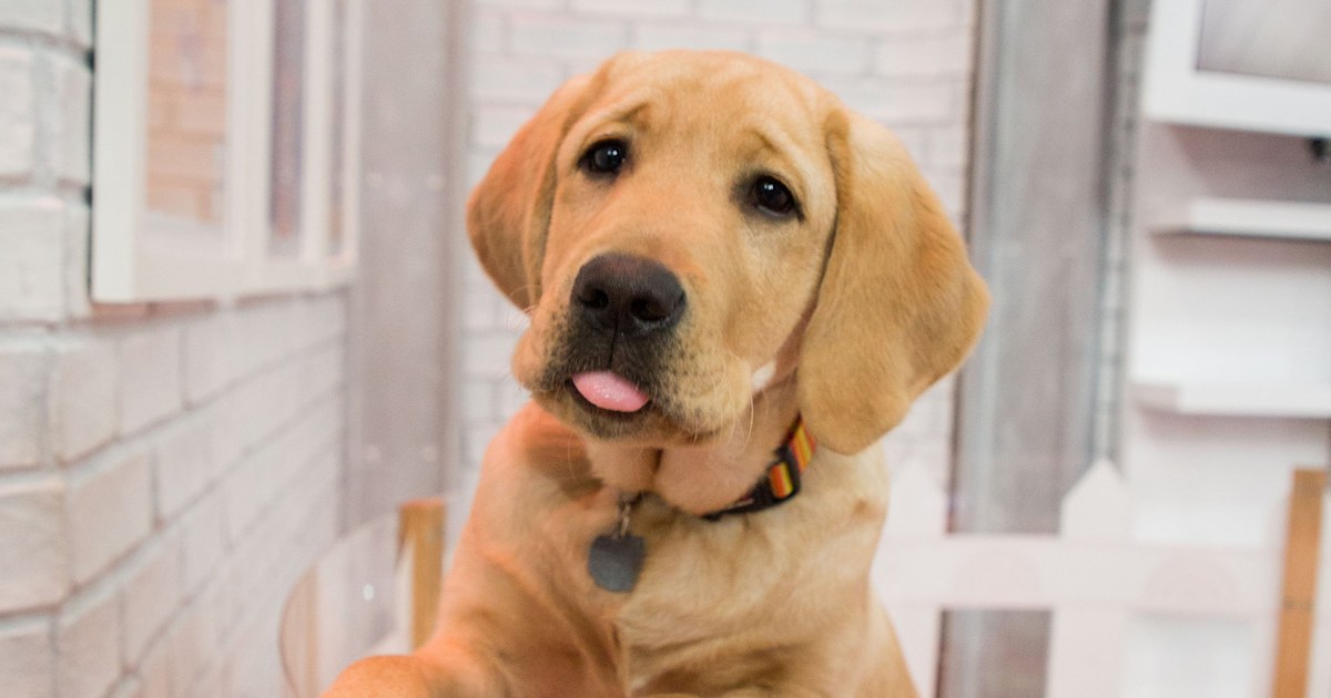 Labrador retriever tops the list of most popular dogs in America (again!)
