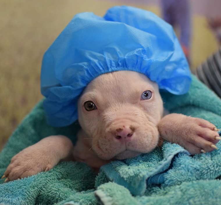 A pit bull wears a shower cap after a bath at a shelter.