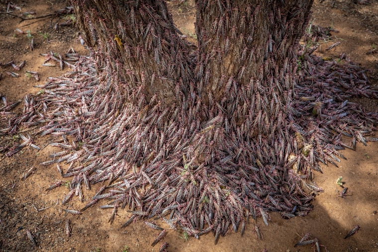 Image: Desert locusts in Kenya