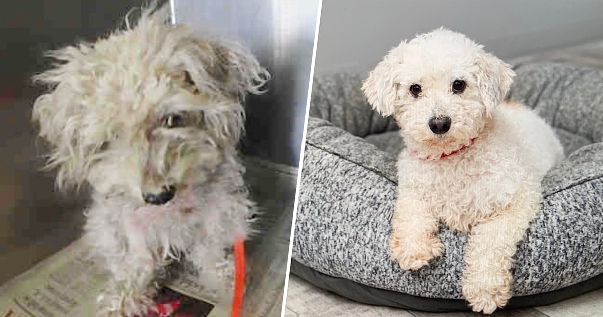 Fearful dog who was almost euthanized transforms to sweet and cuddly
